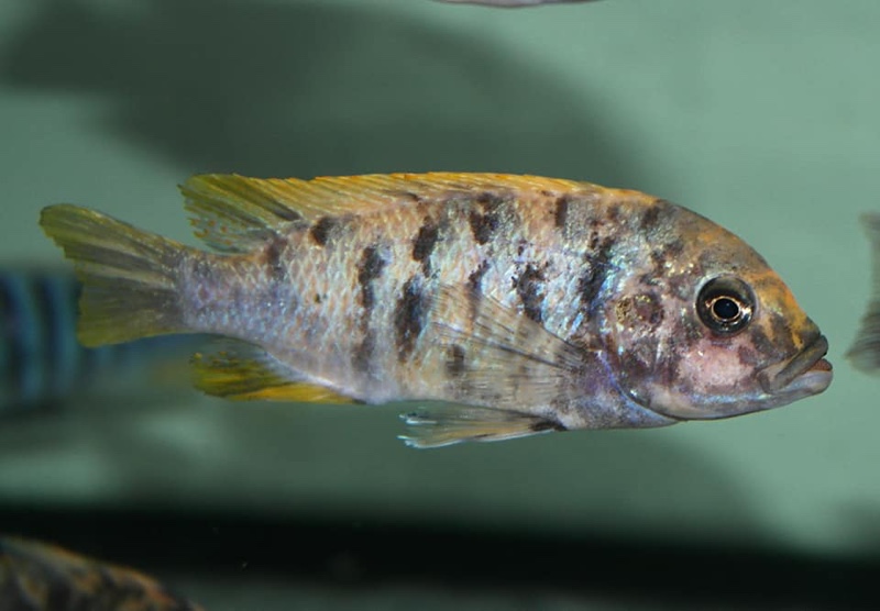 Maylandia zebra 'Chiwi Rocks'